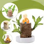 Madeira Brasil Planta da Sorte + Monge de Brinde (COMPRE 1 LEVE 2)